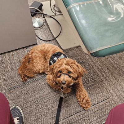 LEASH TRAINING